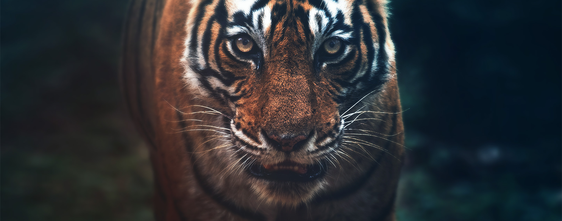 CTI Digital Advertising